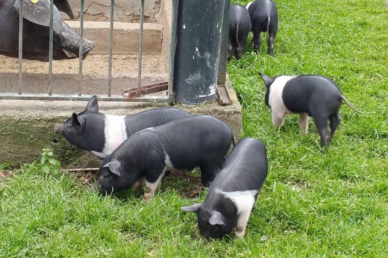 Piccolo Casale A "Le Moline" In Una Vera Fattoria Vetralla Zewnętrze zdjęcie